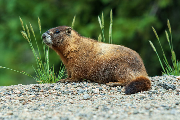 bergmarmotje 