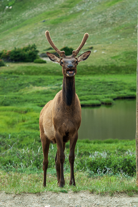 jonge wapiti
