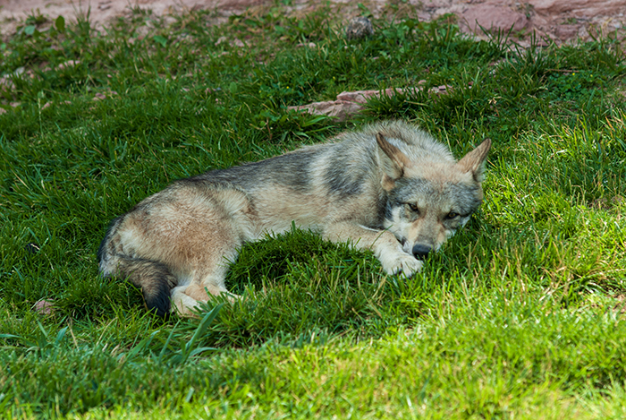 prachtige wolf