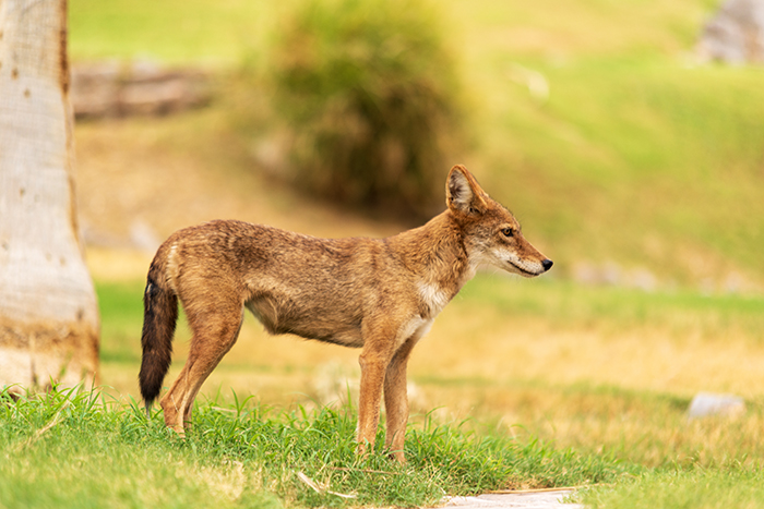 coyote
