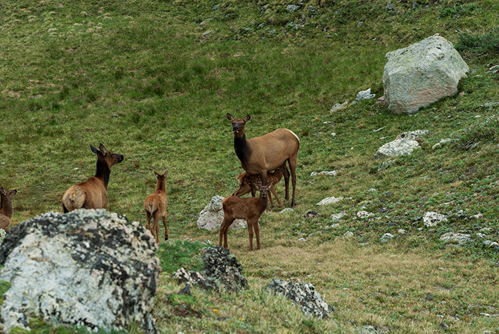 wapiti